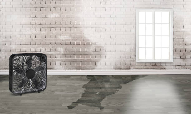 Best Water damage restoration near me  in Frenchtown, MT